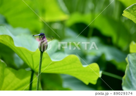 蓮の花にとまるトンボ 蓮の花にとまるトンボ 89029374