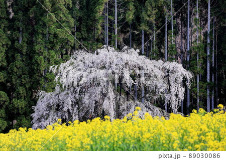 信州高山村五大桜 坪井のしだれ桜 信州高山村五大桜 坪井のしだれ桜 89030086