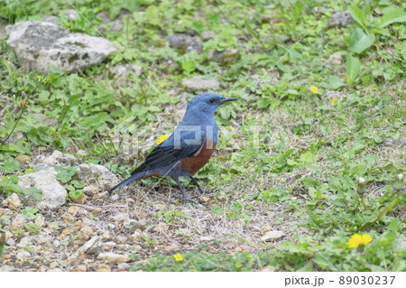 沖縄のイソヒヨドリ 沖縄のイソヒヨドリ 89030237