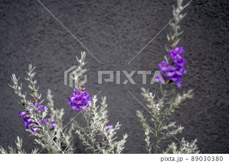 紫の花が美しい、エレモフィラ 89030380
