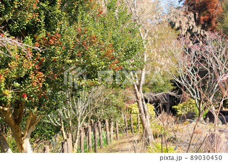 シナヒイラギの実 シナヒイラギの実 89030450