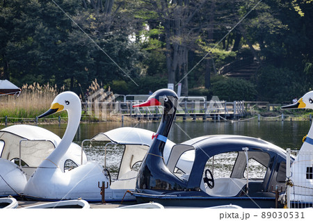 石神井公園のニューフェイスブラックスワン 89030531