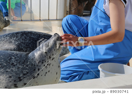 〔福井県・越前松島水族館・6月〕ゴマフアザラシと飼育員の絆 〔福井県・越前松島水族館・6月〕ゴマフアザラシと飼育員の絆 89030741