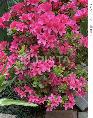 ツツジ開花 ツツジ開花 89030743