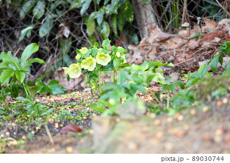 クリスマスローズの花 89030744