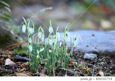 スノードロップの花 89030759