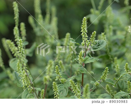 未熟なイノコヅチの穂 89030983