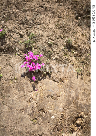 石の崖に垂れ下がる芝桜 89031048