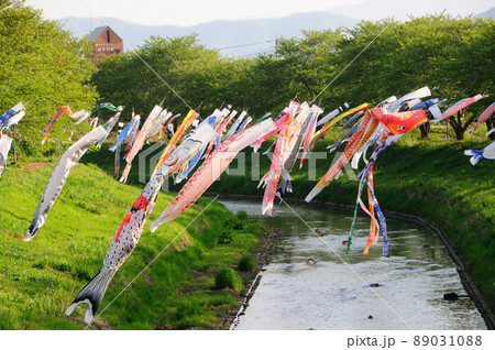 川の両岸並び風にのって泳ぐこいのぼり 89031088