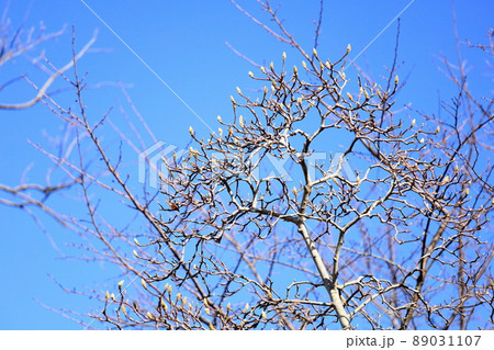 ハクモクレンの花芽 ハクモクレンの花芽 89031107