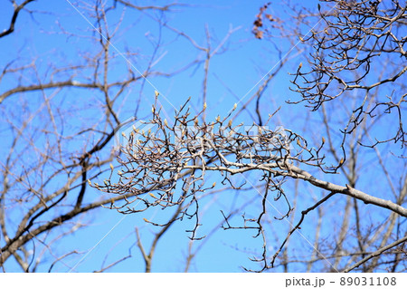 ハクモクレンの花芽 ハクモクレンの花芽 89031108