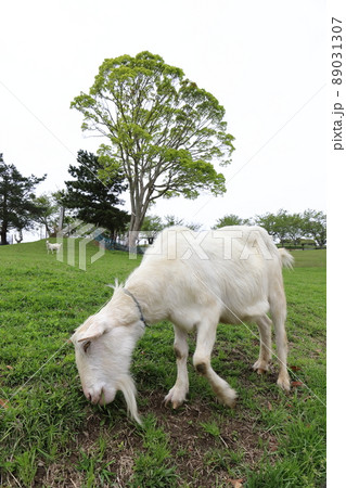 千葉　南房総　千葉県酪農のさと　放牧されるヤギ 89031307