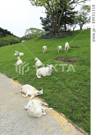 千葉　南房総　千葉県酪農のさと　放牧されるヤギ 89031318