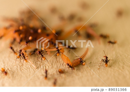 Scorpion is eating by ants. Wildlife of insects. Macro, selective focus. 89031366