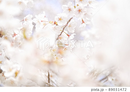 南部山健康運動公園　桜-3 89031472