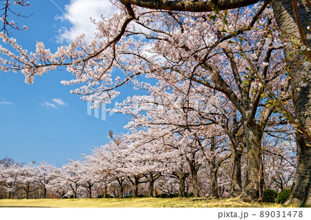 五戸町　ひばり野-2 89031478