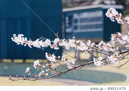 五戸町　ひばり野-3 89031479