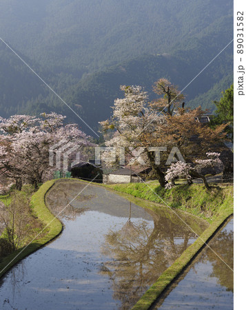 三多気の棚田に咲く桜 三多気の棚田に咲く桜 89031582