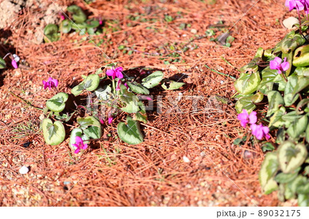 シクラメンの花 コウム シクラメンの花 コウム 89032175
