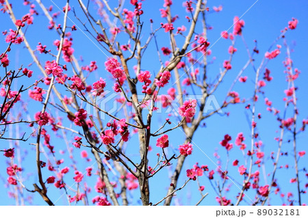 梅の花　大盃 89032181