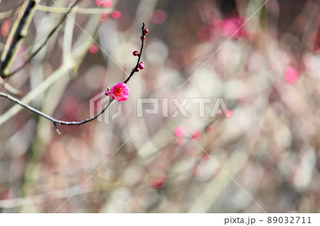 紅梅の花 89032711