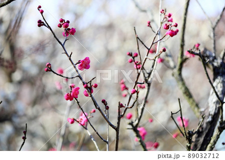 紅梅の花 89032712