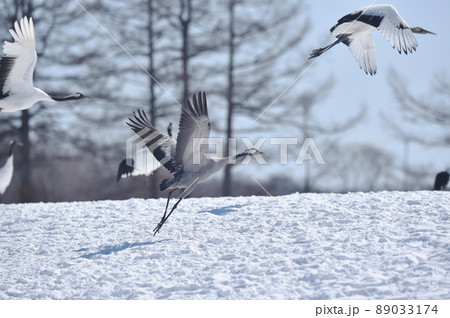 珍しい！タンチョウの群れに混ざって飛ぶクロヅル（北海道） 89033174