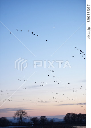 オレンジ色の夕焼けとマガンの群れ(北海道・宮島沼) オレンジ色の夕焼けとマガンの群れ(北海道・宮島沼) 89033367