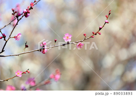 梅の花　雛曇り 89033893