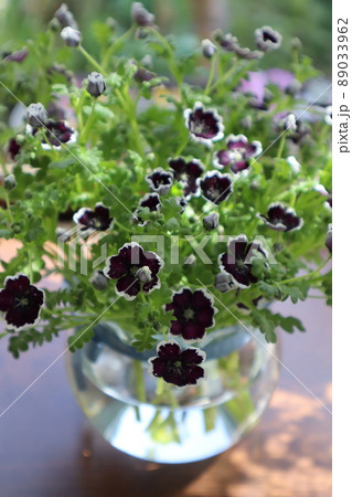 出窓に庭のネモフィラを飾る 出窓に庭のネモフィラを飾る 89033962