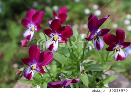 種から育てたラビットイヤービオラ 種から育てたラビットイヤービオラ 89033970