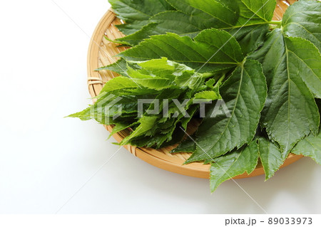 明日葉　食材 89033973