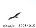 トビ 89034015