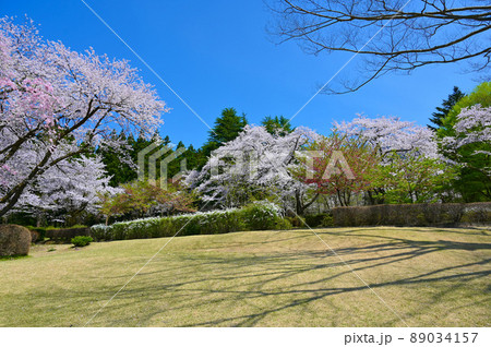 樹木公園 桜 白山市 樹木公園 桜 白山市 89034157