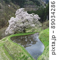 桜 89034286