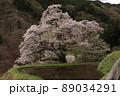桜 89034291