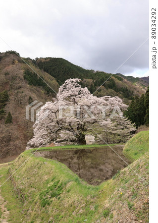 桜 桜 89034292