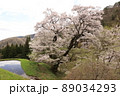 桜 89034293