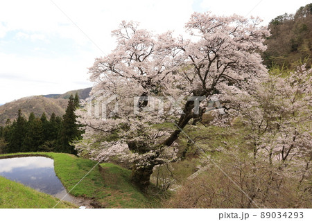 桜 89034293
