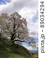 桜 89034294