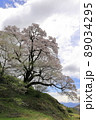 桜 89034295