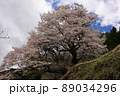 桜 89034296