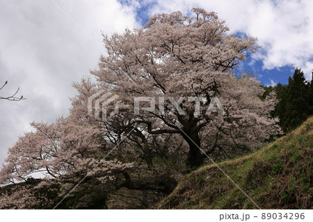 桜 桜 89034296