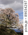 桜 89034297