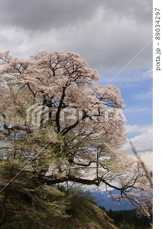 桜 桜 89034297