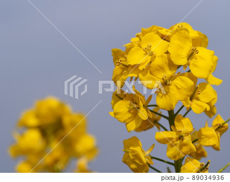 菜の花 菜の花 89034936