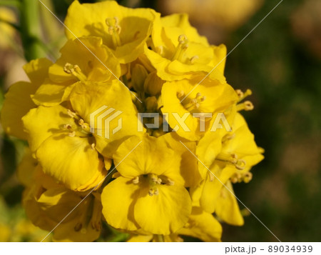 菜の花 89034939