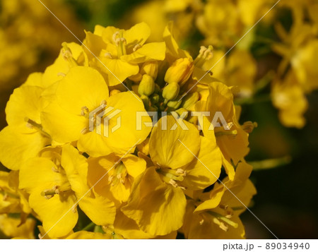菜の花 菜の花 89034940