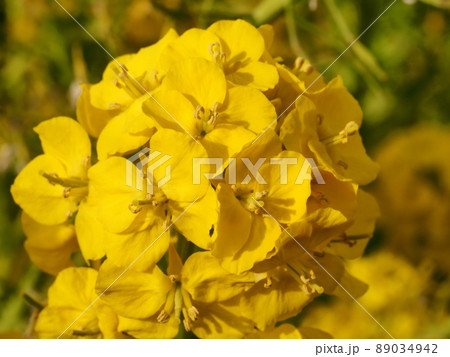 菜の花 菜の花 89034942