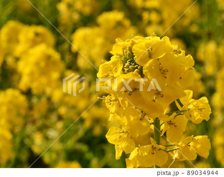 菜の花 菜の花 89034944